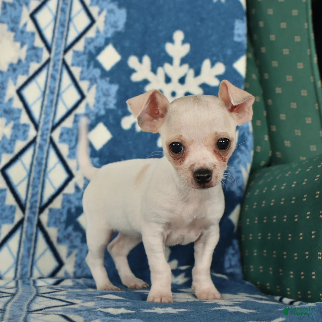 Gallery Image {{count}}