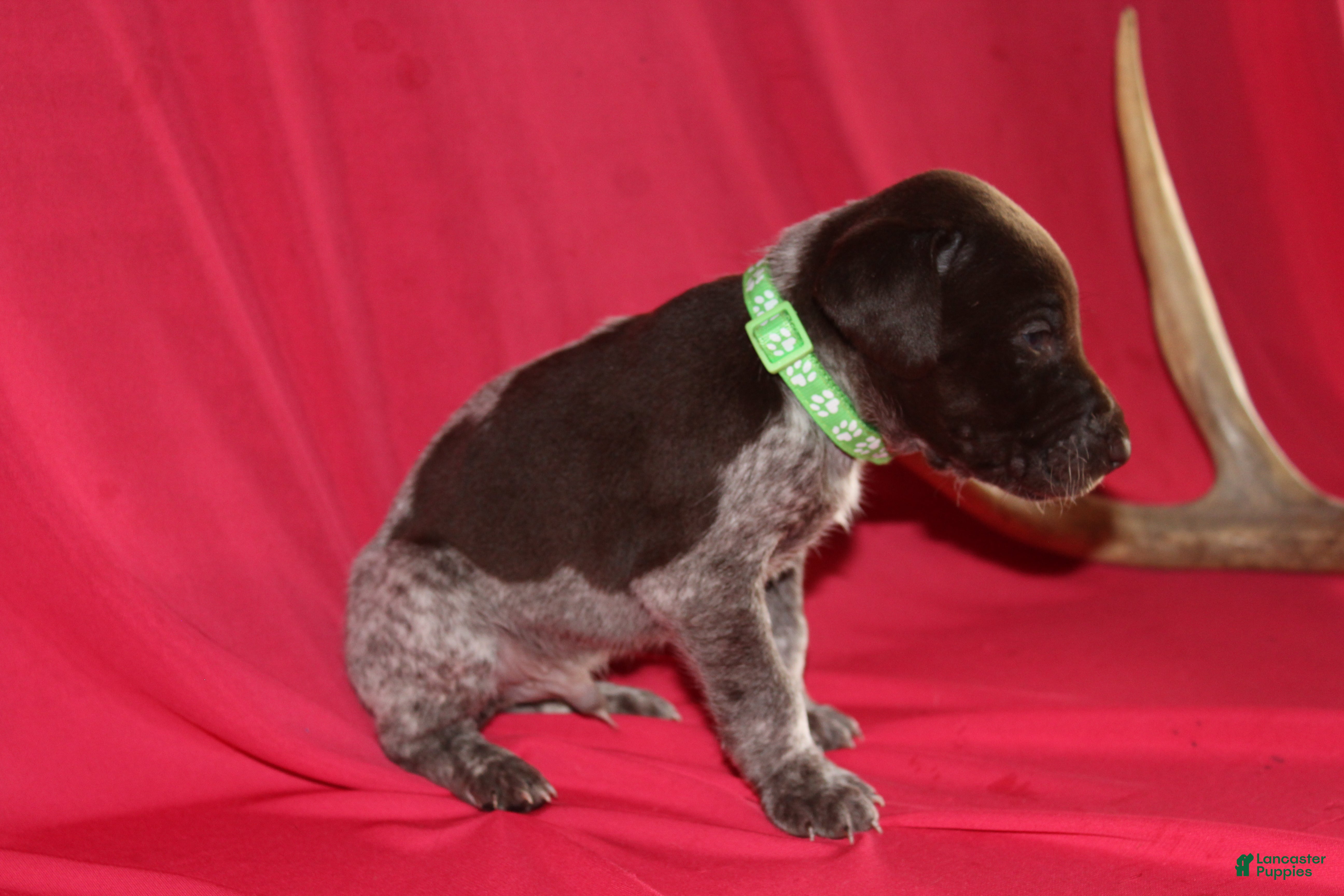 German Shorthaired Pointer dogs Leo - Ad 1