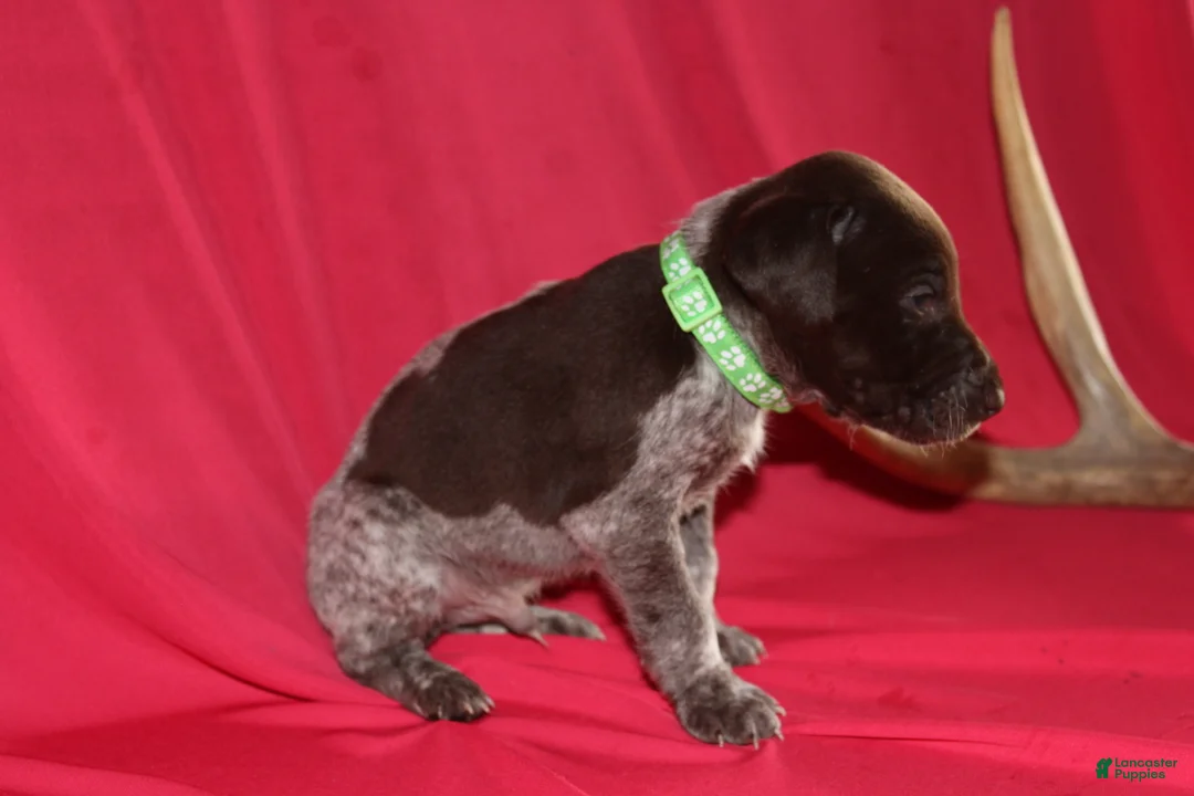 German Shorthaired Pointer dogs for sale: Leo - Ad 1