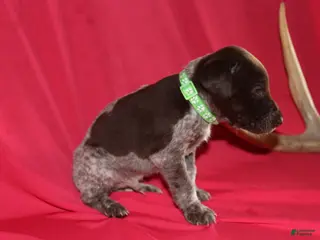 German Shorthaired Pointer dogs for sale: Leo - Ad 3