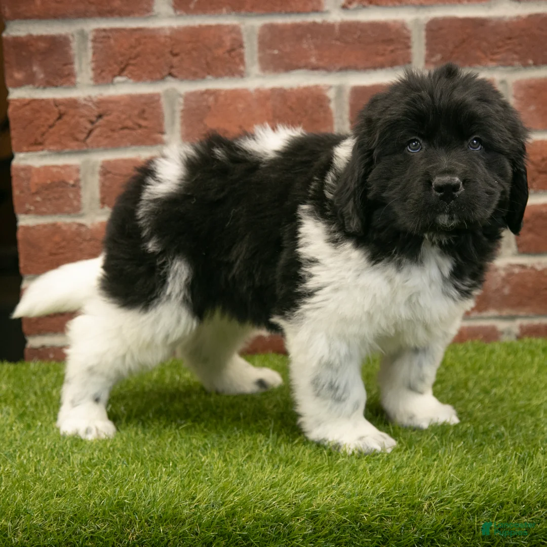 Newfoundland dogs for sale: Mason - Ad 2