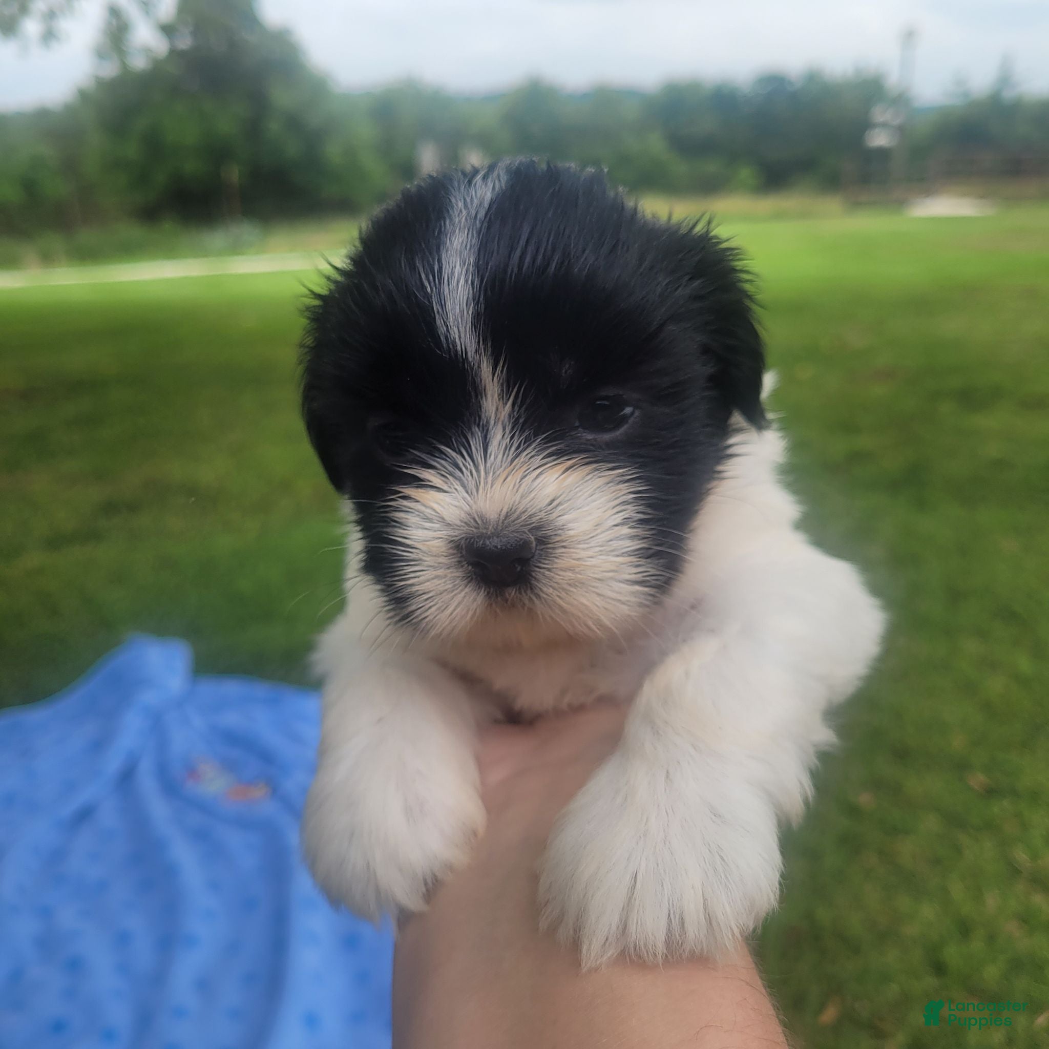 Shih Tzu dogs Shih Tzu 4 - Ad 11