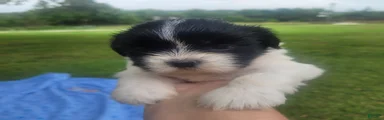 Shih Tzu 4