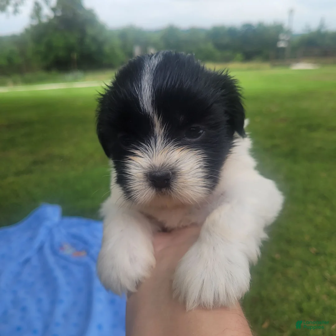 Shih Tzu dogs for sale: Shih Tzu 4 - Ad 1