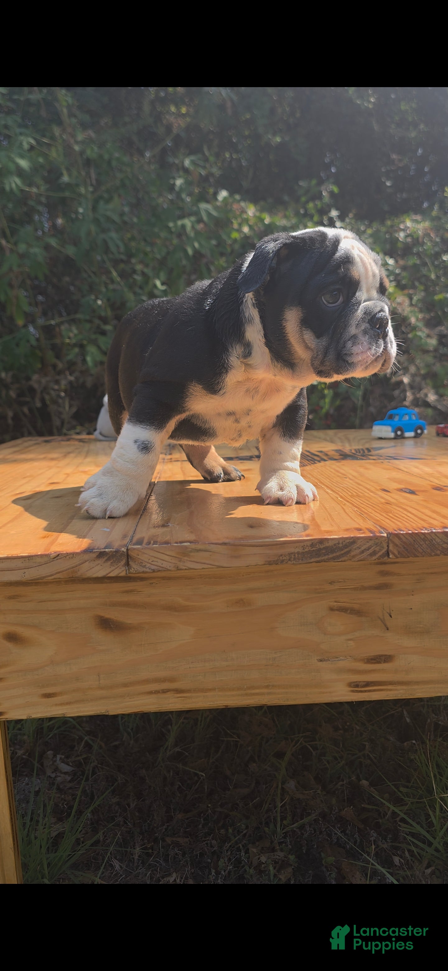 English Bulldog dogs BEAN - Ad 1