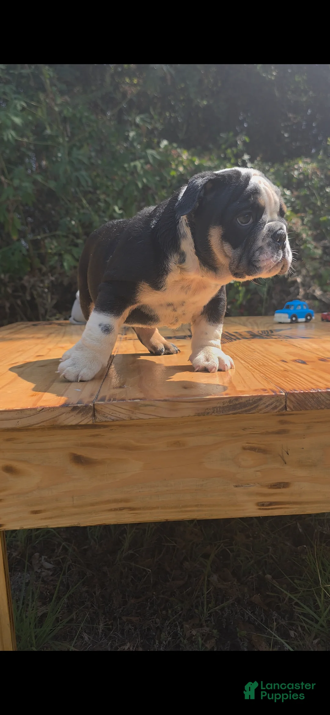 English Bulldog dogs for sale: BEAN - Ad 1