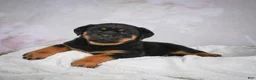 Rottweiler dogs for sale: Gracie - Ad 4