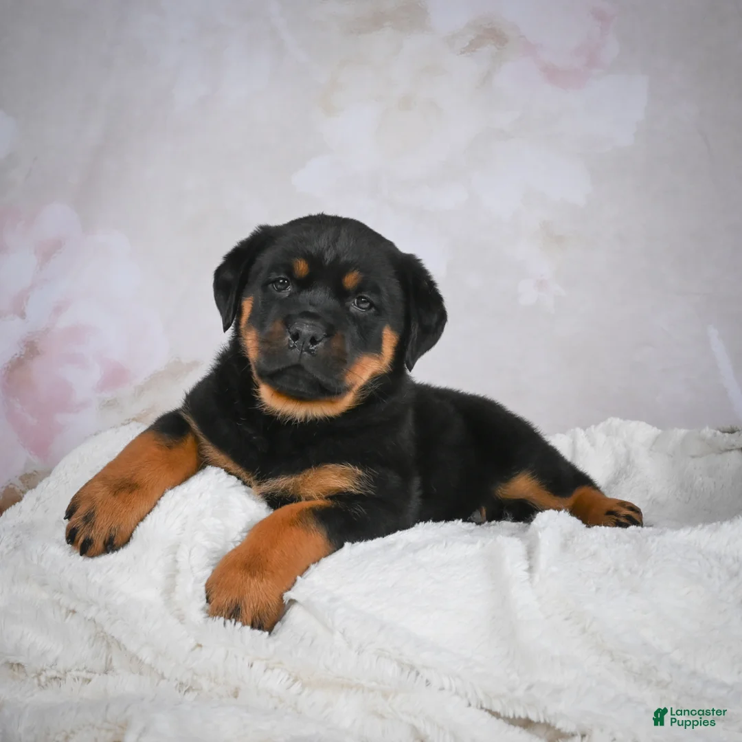 Rottweiler dogs for sale: Gracie - Ad 4