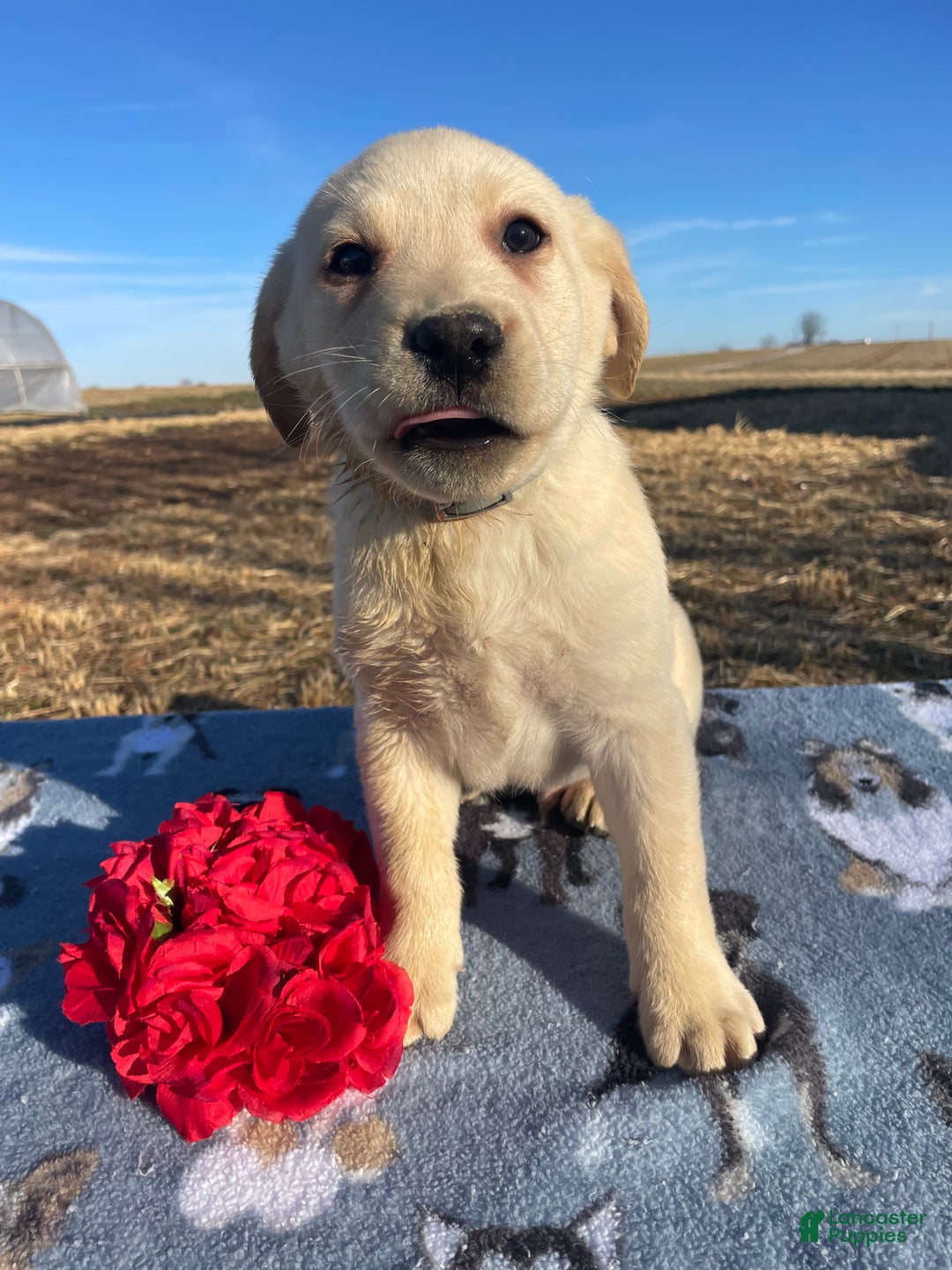 Labrador Retriever dogs for sale: Ivory - Ad 2