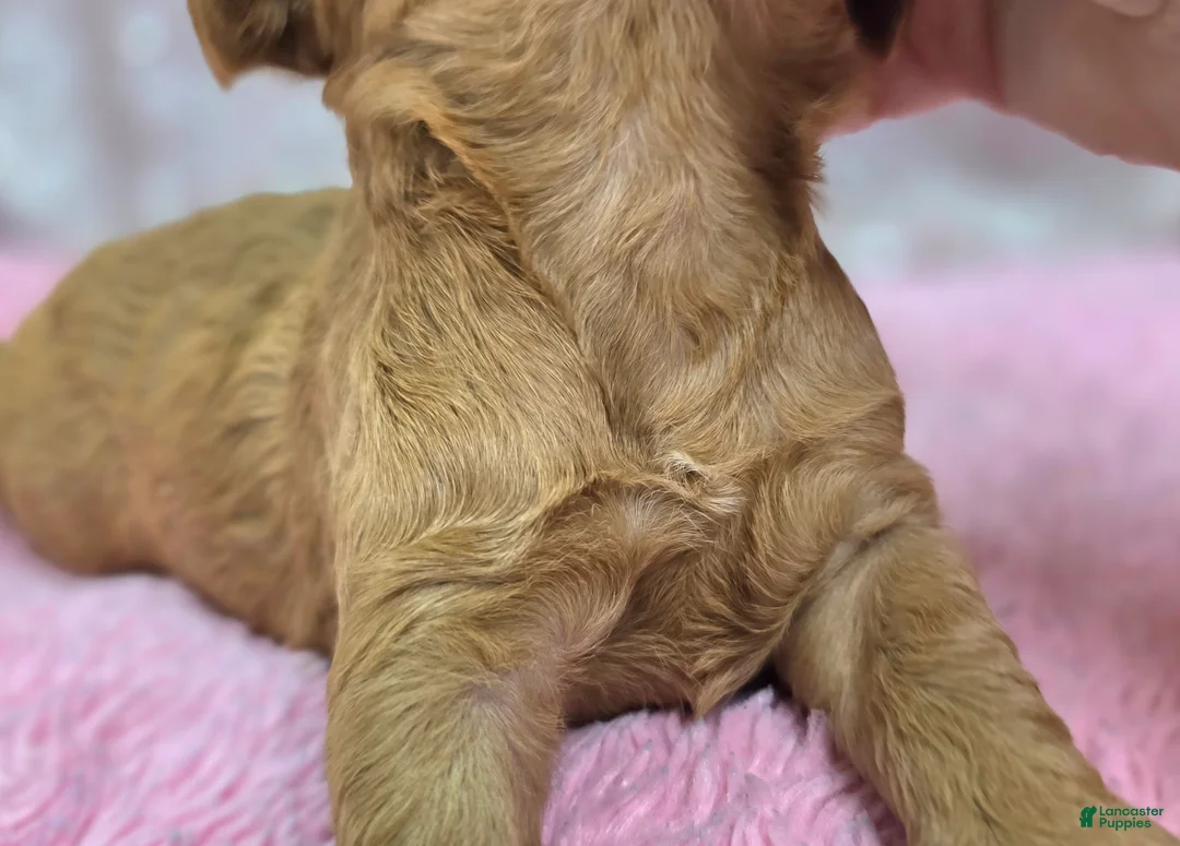 Cockapoo dogs for sale: Moonbow - Ad 5