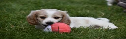 Miniature Dachshund dogs for sale: Biscuit - Ad 4