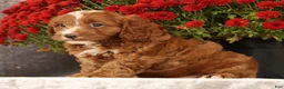 Cavapoo dogs for sale: Stanley - Ad 8