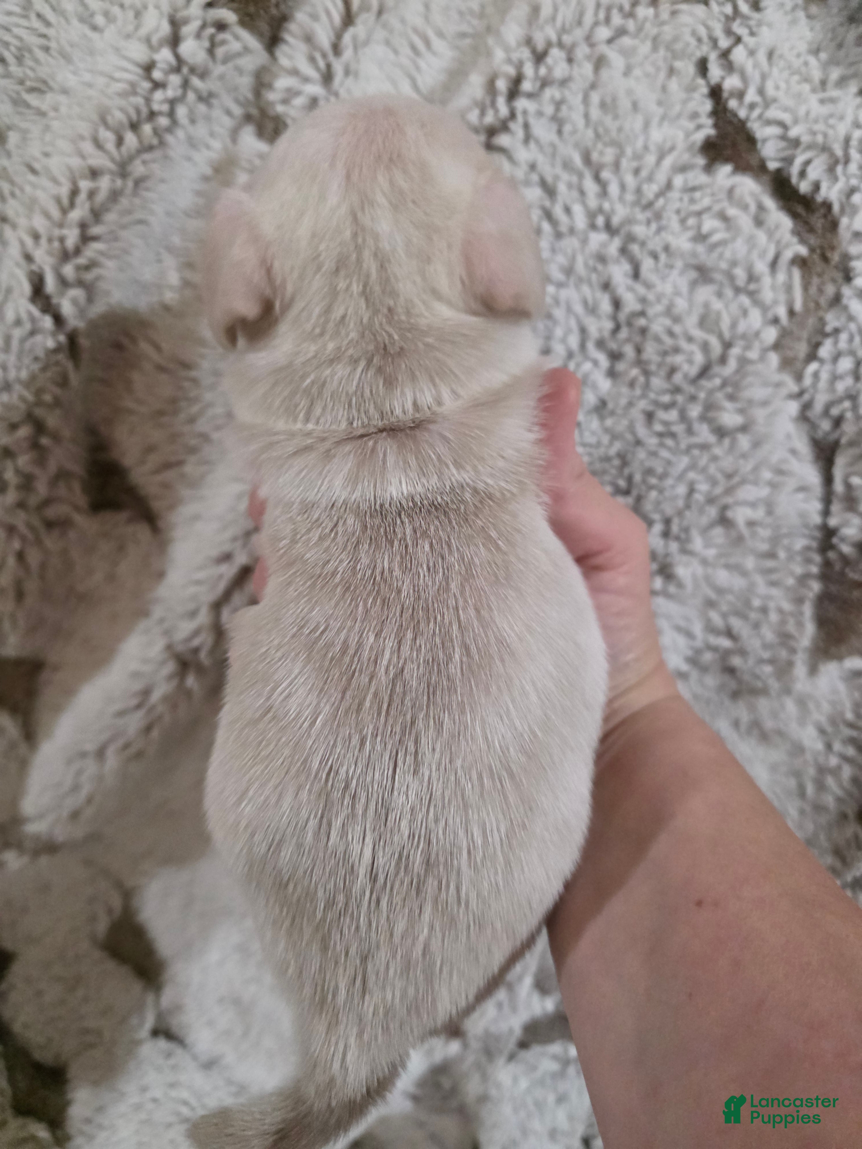 Pug dogs Pug Puppy 2 - Ad 16