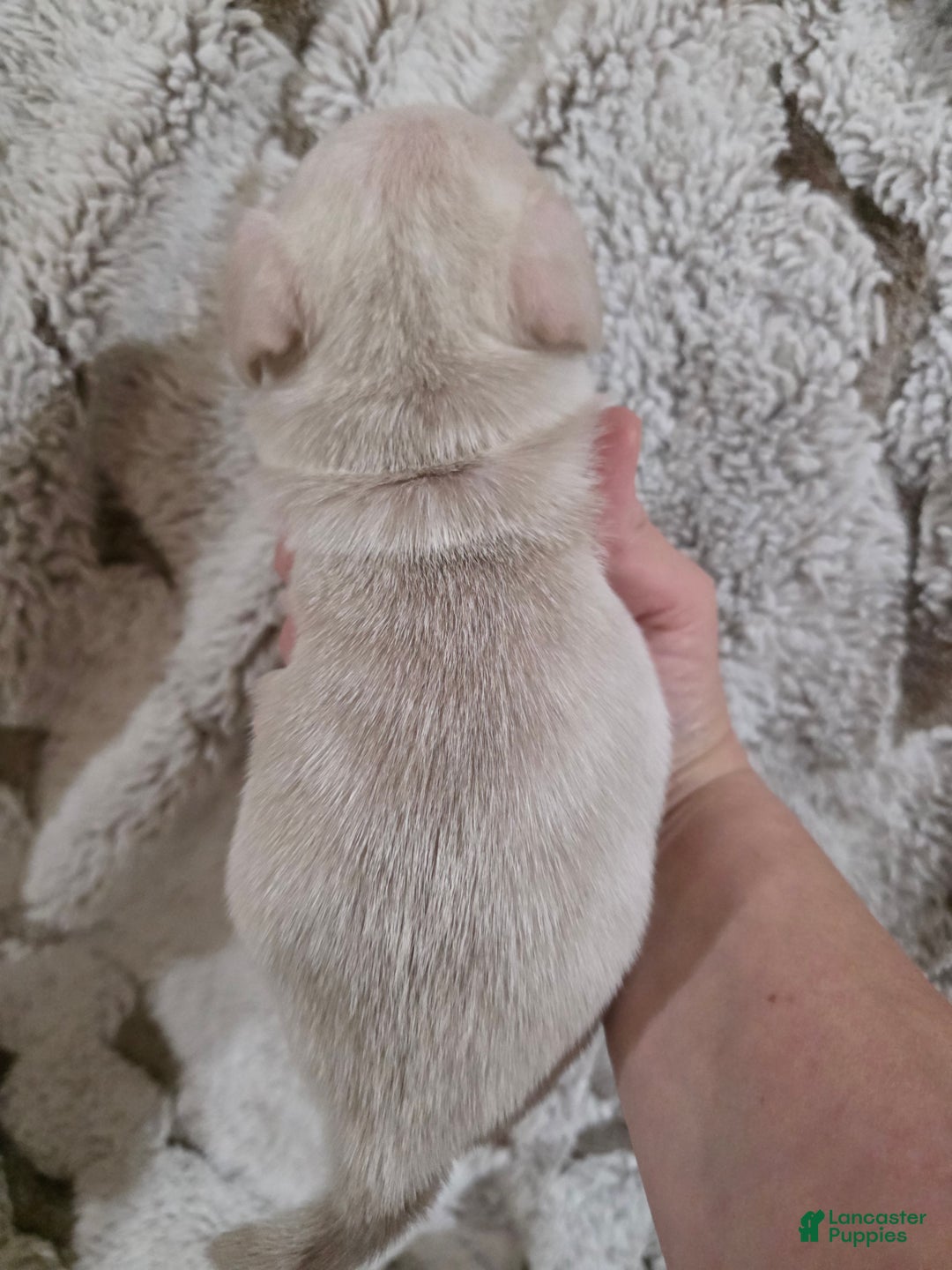 Pug dogs for sale: Pug Puppy 2 - Ad 1