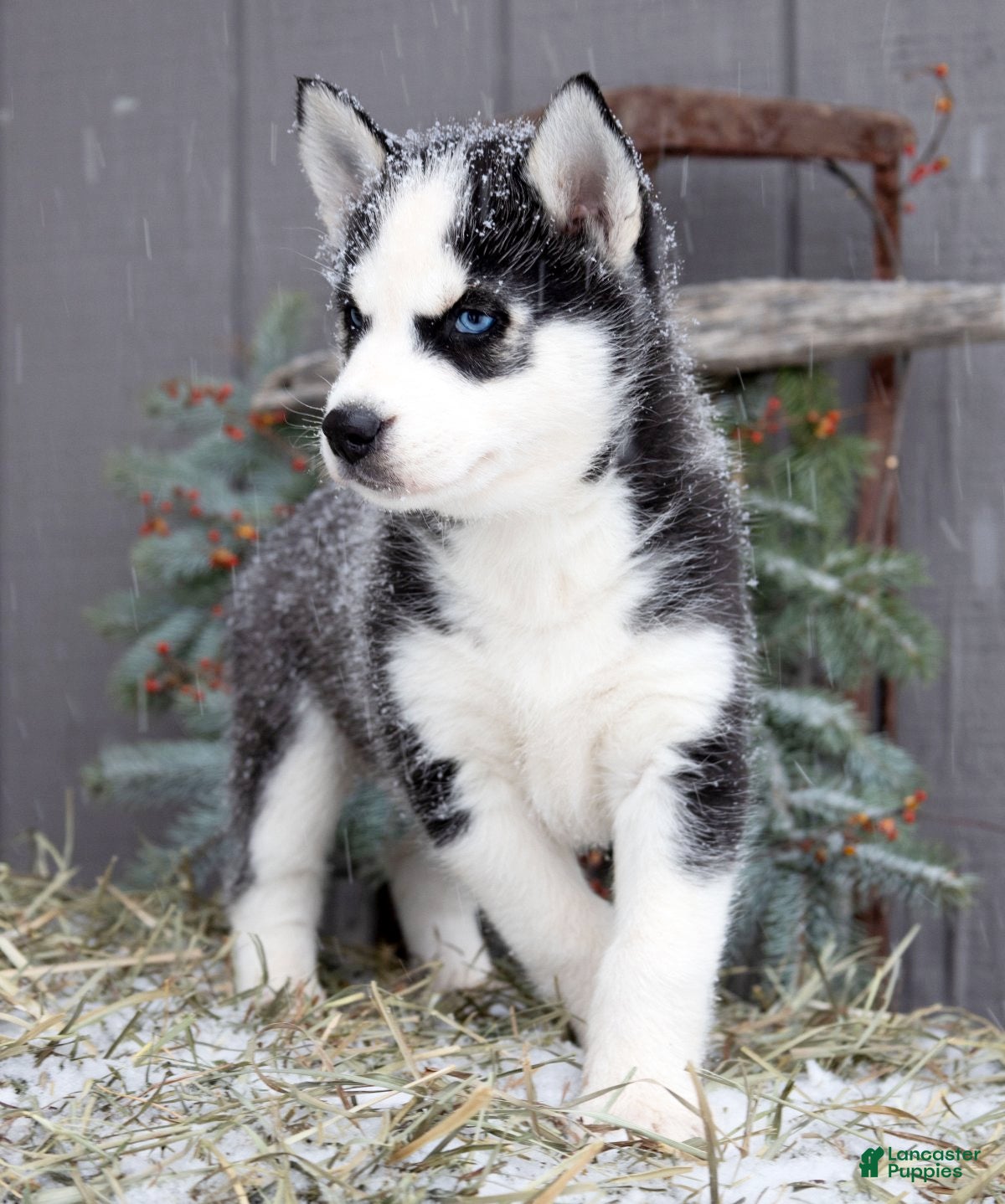 Siberian Husky dogs Flicka - Ad 18