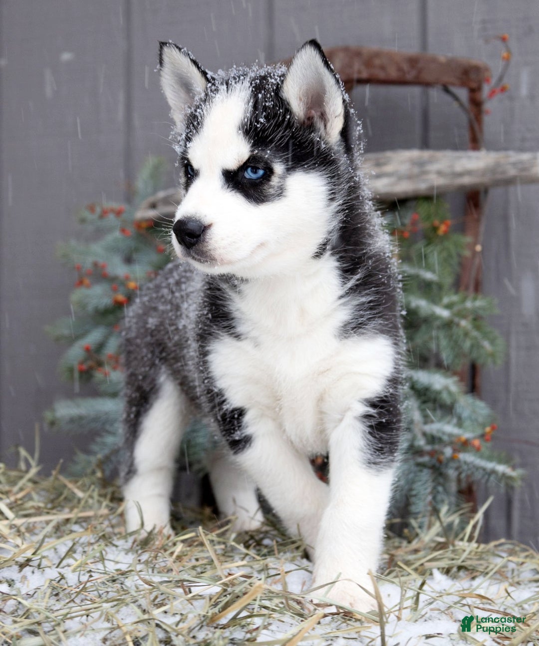Siberian Husky dogs for sale: Flicka - Ad 1