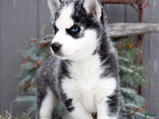 Siberian Husky dogs Flicka - Ad 18