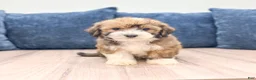 Havanese dogs for sale: Eric - Ad 1