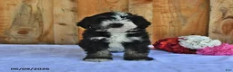 Bernedoodle dogs for sale: Molly - Ad 3