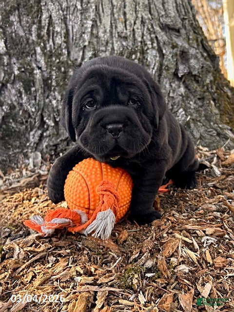 Mini Hippo dogs Ina - Ad 2