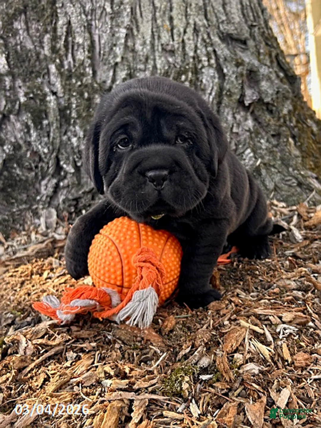 Mini Hippo dogs for sale: Ina - Ad 2