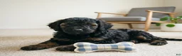 Cockapoo dogs for sale: LILLY - Ad 3