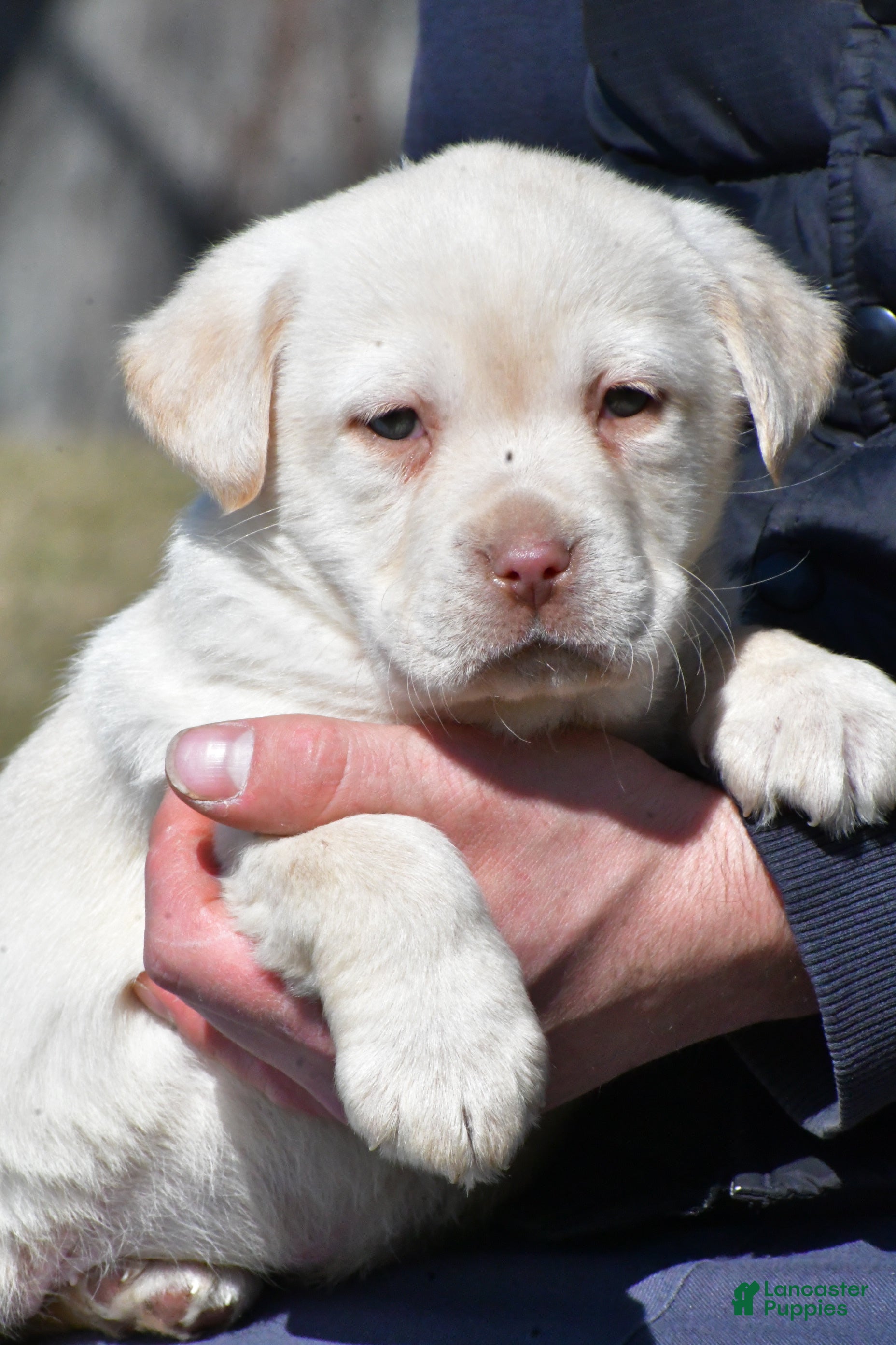 Labrador Retriever dogs Jill - Ad 1
