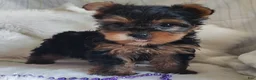 Yorkshire Terrier dogs for sale: Lilly - Ad 3