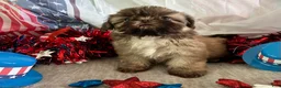 Shih Tzu dogs for sale: Kona - Ad 4