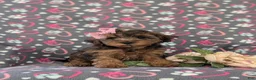 Yorkiepoo dogs for sale: Audrey - Ad 3