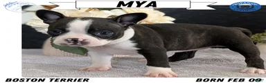 Mya