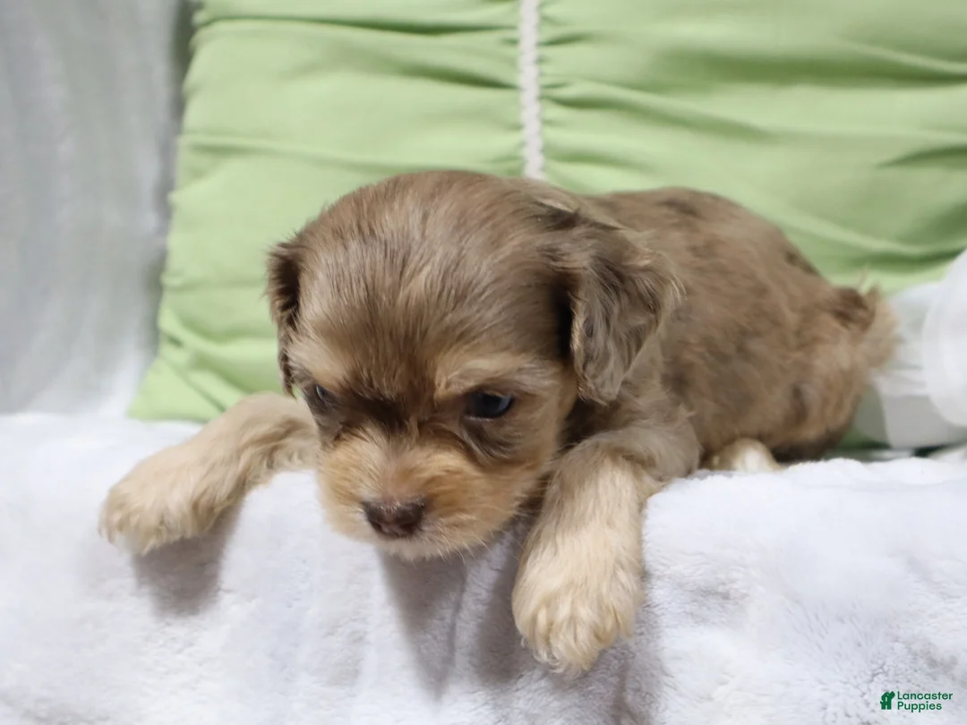 Cavapoo dogs for sale: Leif - Ad 2