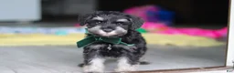 Miniature Schnauzer dogs for sale: Percy - Ad 7