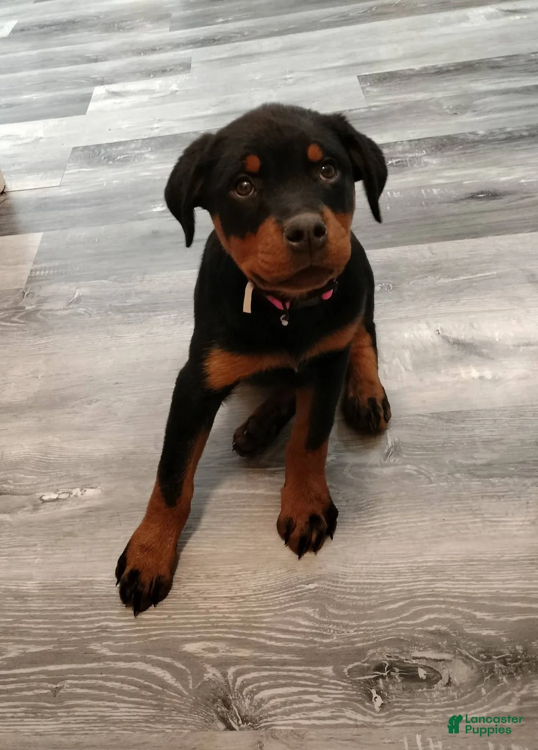 Rottweiler dogs for sale: Dragon - Ad 2