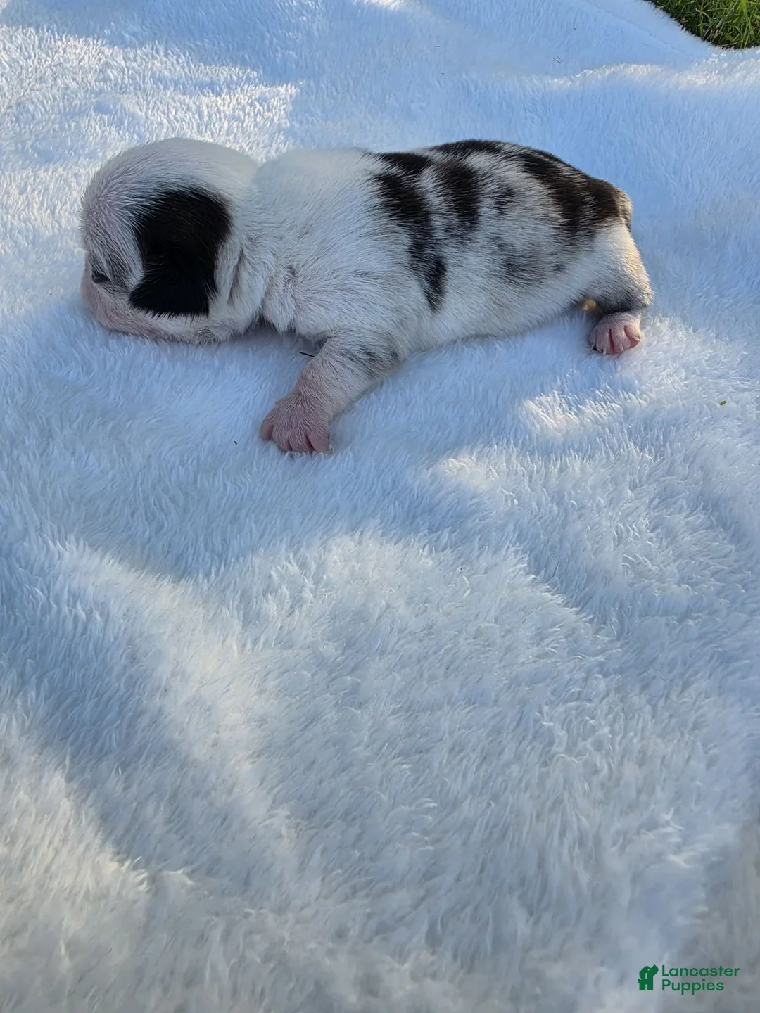 Pug dogs for sale: Female panda pug - Ad 1