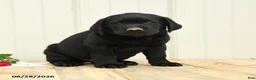 Labrador Retriever dogs for sale: Nicky - Ad 3