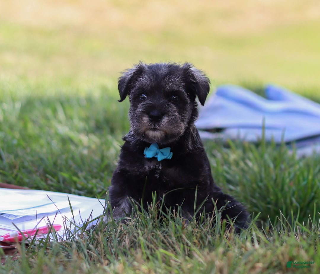 Miniature Schnauzer dogs for sale: Millie - Ad 34