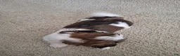Shih Tzu dogs for sale: Archie - Ad 6