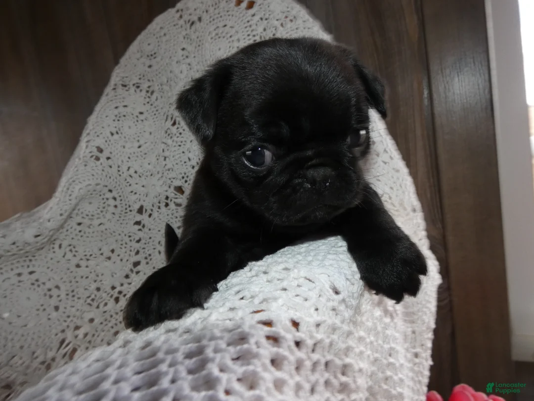 Pug dogs for sale: Pug Puppy 5 Myron - Ad 2