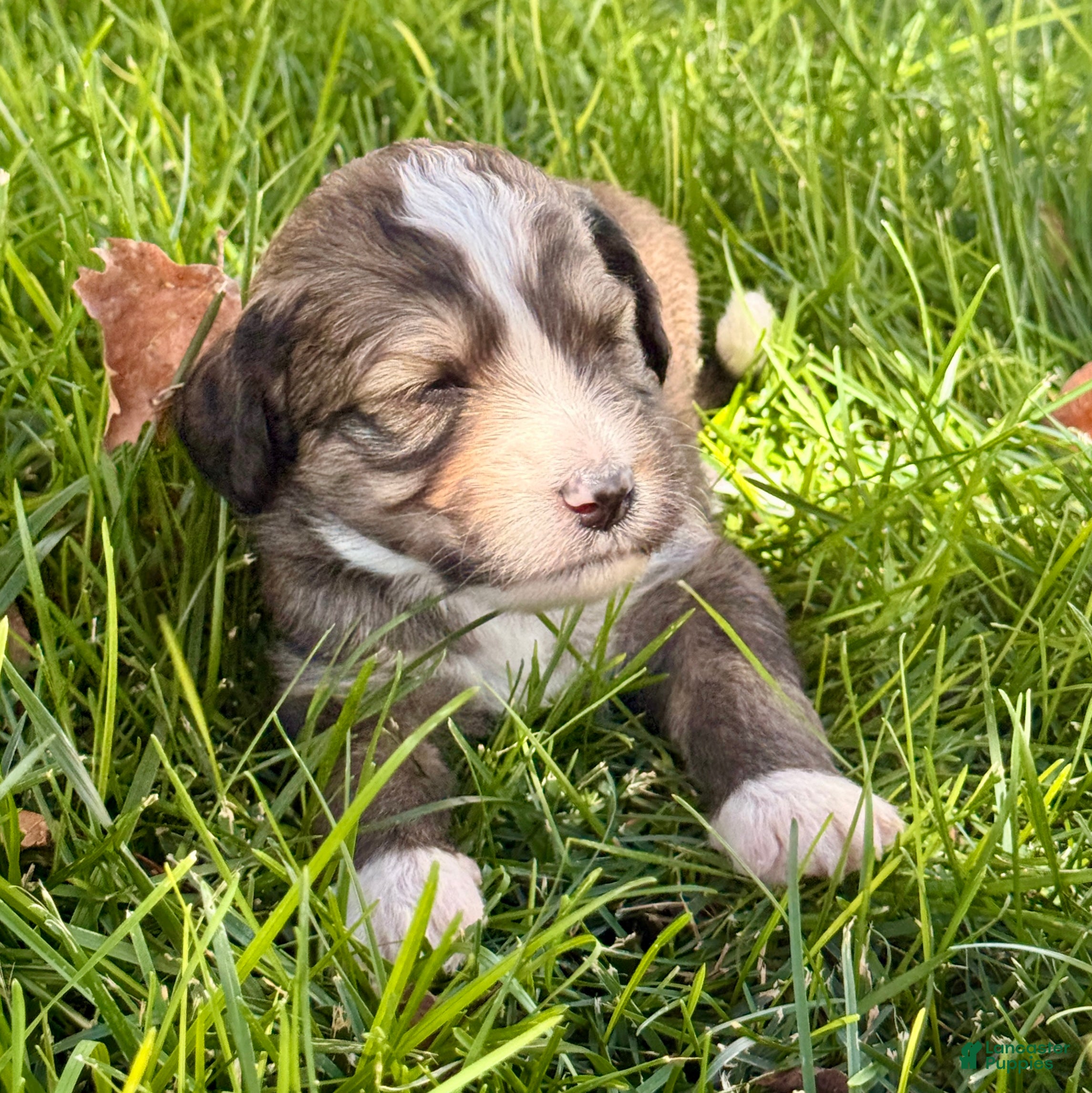 Bernedoodle dogs Tricky - Ad 1