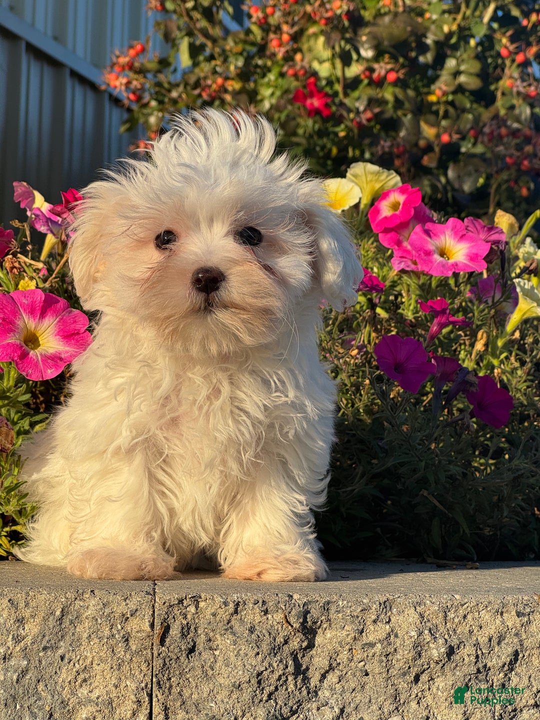 Mixed Breed dogs for sale: Elsie - Ad 1