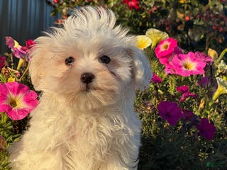 Mixed Breed dogs Elsie - Ad 10