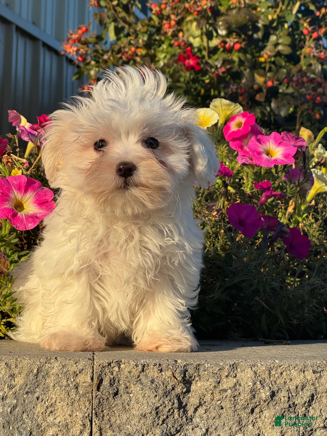 Mixed Breed dogs for sale: Elmo - Ad 6