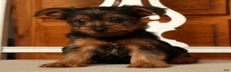 Yorkshire Terrier dogs for sale: Lucky - Ad 6