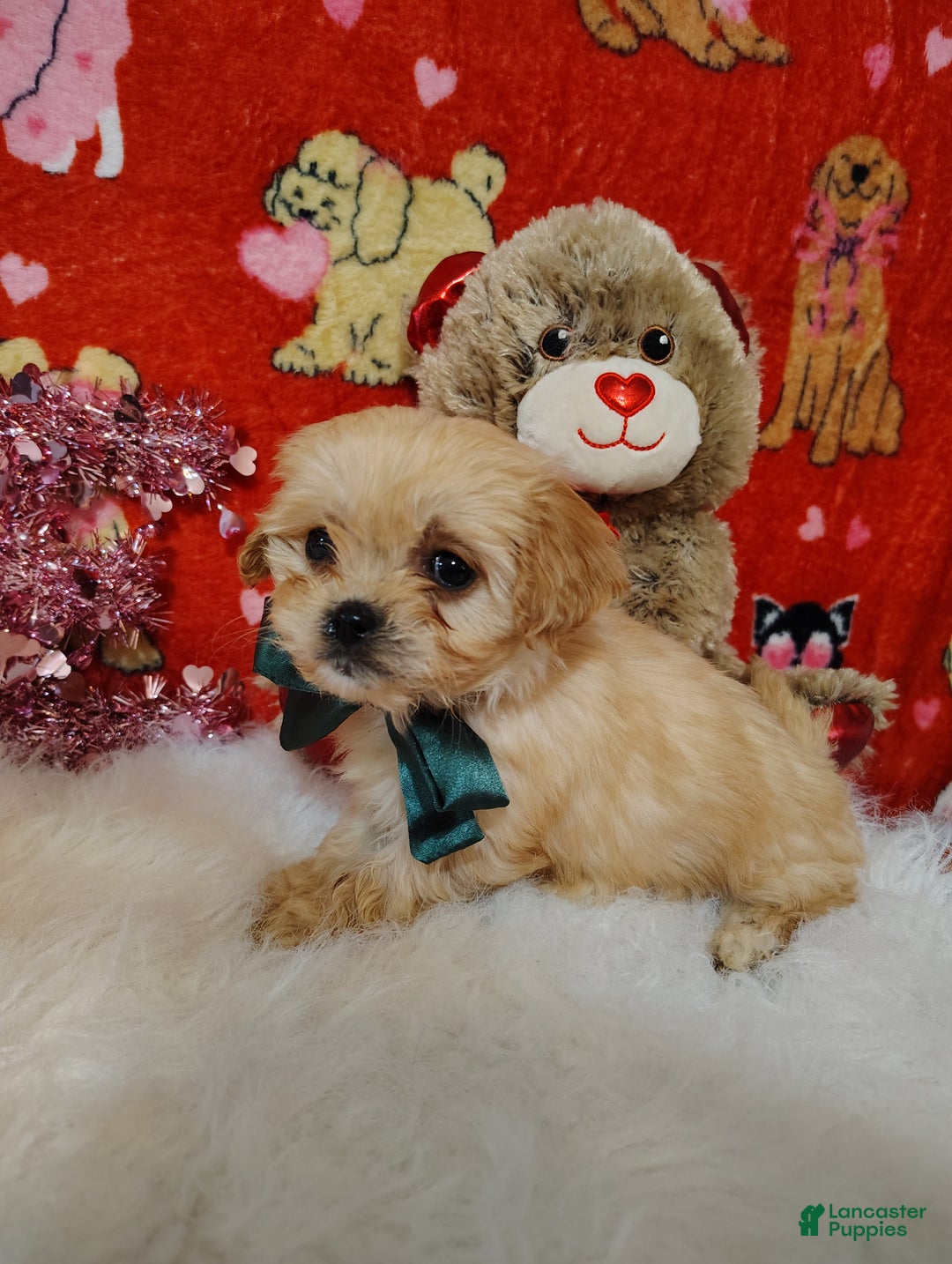 Cavapoo dogs for sale: Gracie - Ad 2