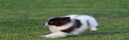 Pomeranian dogs for sale: Feather - Ad 3