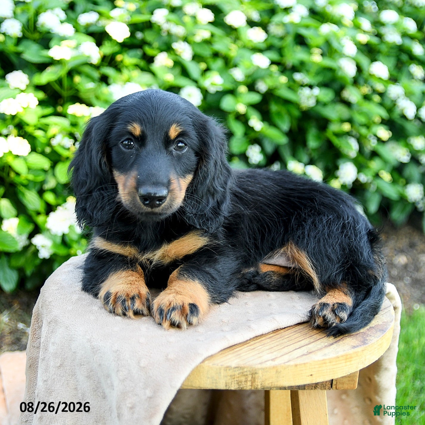 Miniature Dachshund dogs Toby - Ad 2