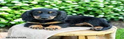 Miniature Dachshund dogs for sale: Toby - Ad 2