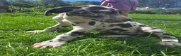 Great Dane dogs for sale: Moxie - Ad 3