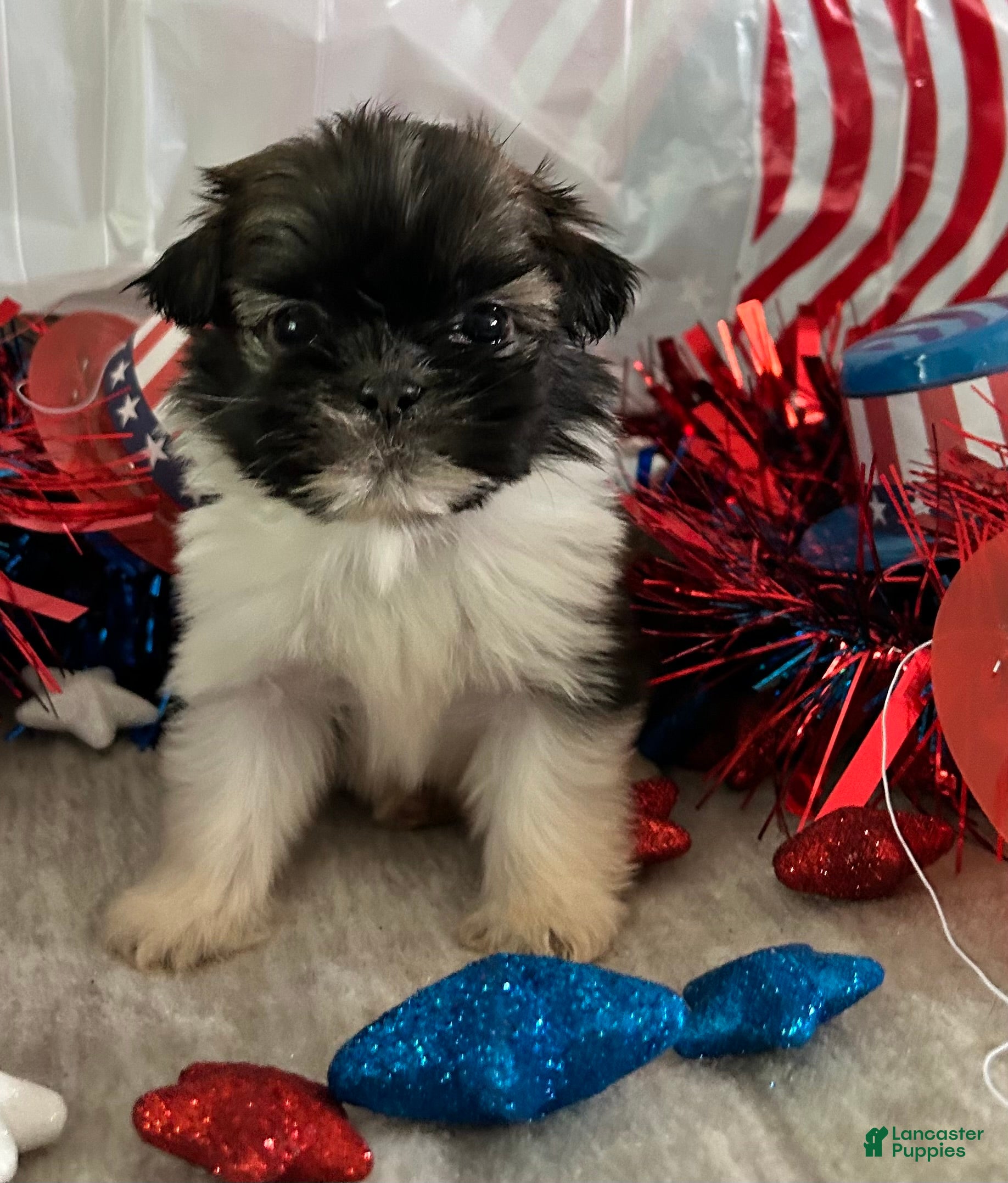 Shih Tzu dogs Creed - Ad 1